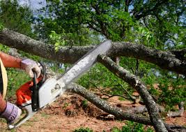 Professional Tree Removal and Landscaping Services in Clearfield, PA